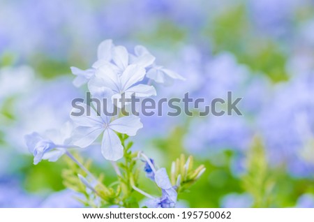 Plumbago Auriculata  or Cape Plumbago or Cape Leadwort or Blue Plumbago in the garden nature