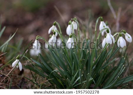 The beautiful snowdrop flower dissolving in the spring
