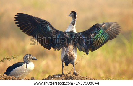 a mother knob biled duck stretching his wings and his child sitting beside