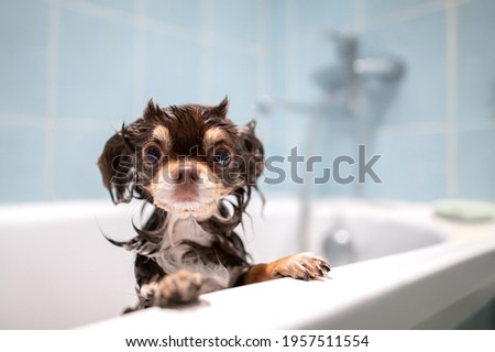 funny wet chihuahua dog posing in a bath tub 