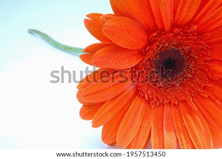 Beautiful flower with colorful petals and green stem on white background