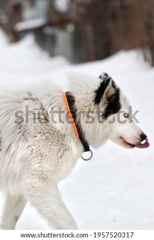 Vertical photo of a Yakut husky of white color with black spots with blue eyes and in a collar outside outside in the cold dog licks his nose amusingly sticking out his tongue. High quality photo