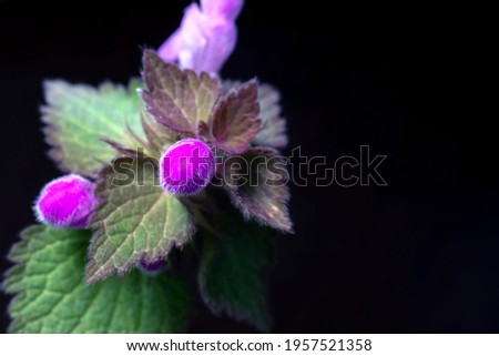 Wild flower in purple color, macro photo. isolated from the background