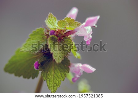 Wild flower in purple color, macro photo. isolated from the background