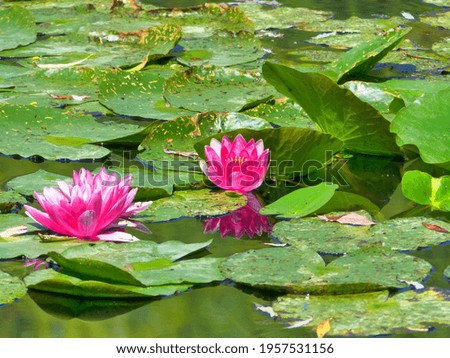 Blooming water lilies on a pond water surrounded by green leaves
