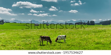 Cows on a pasture in Allgäu landscape in summer Royalty-Free Stock Photo #1957534627