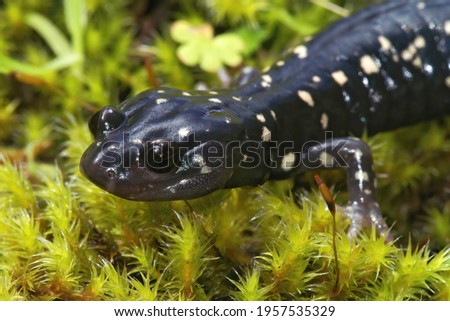 A closeup shot of a black salamander on the green moss, Aneides Flavipunctatus in North California