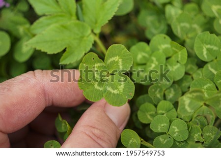 A man's hand holding a four-leaf clover on a green grass background