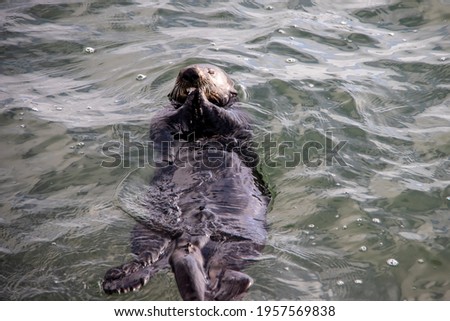 Playful otter eating some shrimp