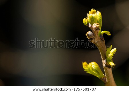 spring on a budding tree, tree branch, leaves, flowering tree, tree buds, natural background of early spring and new life