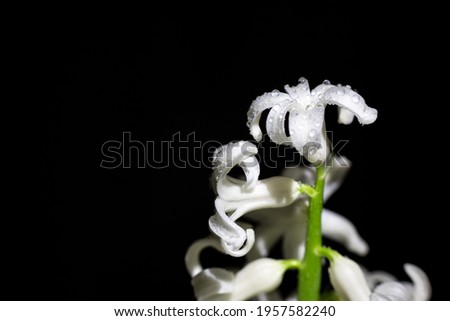 Macro shooting of white flowers in springtime 