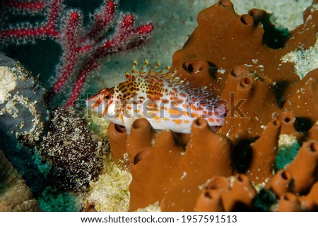 A picture of an hawkfish on the coral