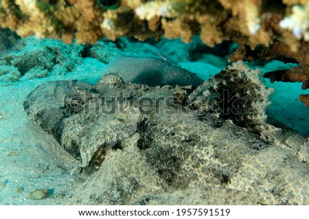 A picture of a crocodilefish resting on the bottom