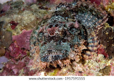 A picture of a poisonous scorpionfish resting on the bottom