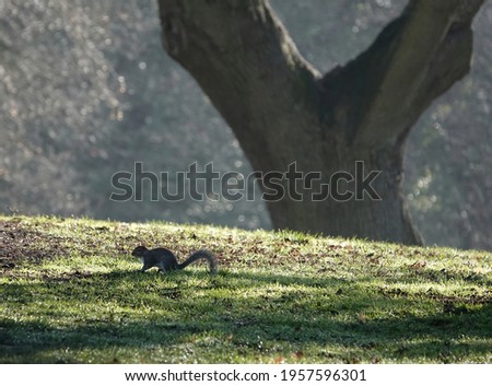 A small squirrel on the field