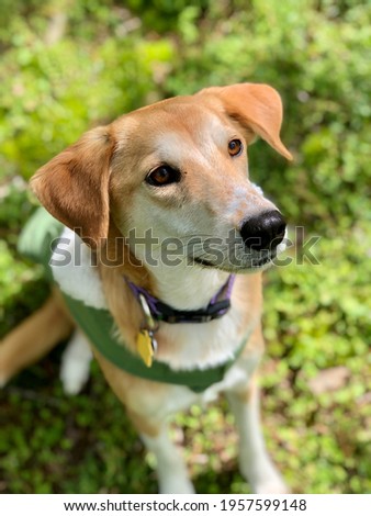 Pretty brown and white hound dog wearing collar and green coat sitting in grass 