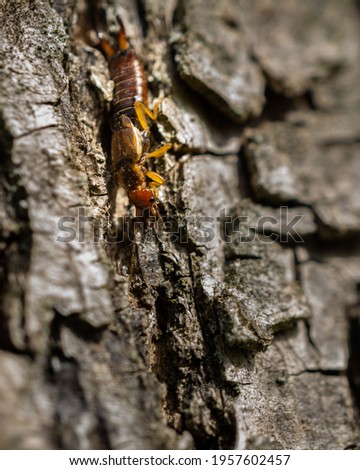 a closeup of a yellow caterpillar on a tree trunk