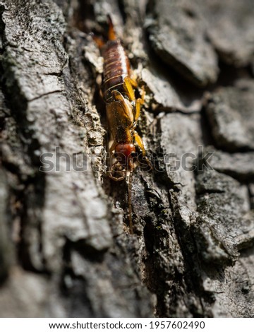 a closeup of a yellow caterpillar on a tree trunk