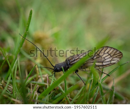 a closeup of a sialis lutaria - alderfly insect standing on the green grass