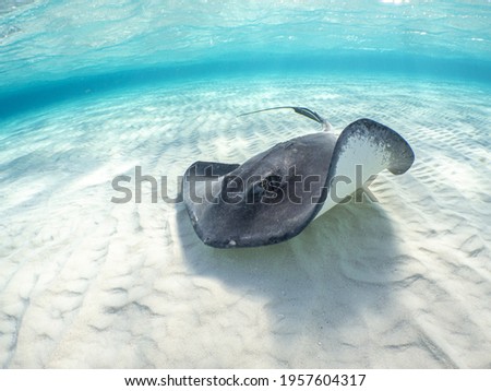 A beautiful shot of a stingray swimming blue water Royalty-Free Stock Photo #1957604317