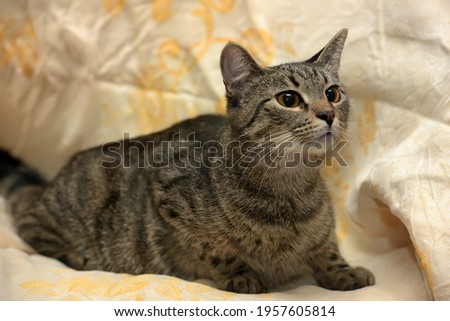 big-eyed striped gray shorthair cat on a sofa