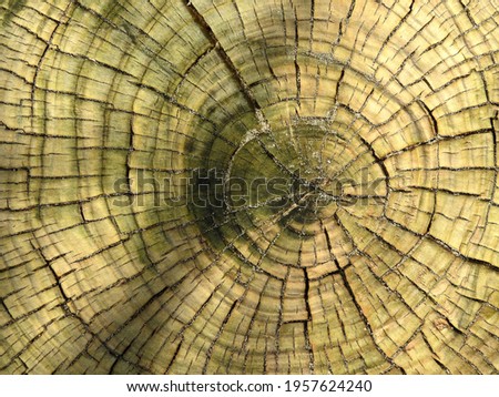Close up of old tree trunk showing the circular annual growth rings on Seapoint beach in Termonfeckin, County Louth, Ireland. Royalty-Free Stock Photo #1957624240