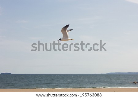Beach with seagull flying above the coast