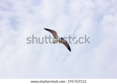Seagull flying above the coast
