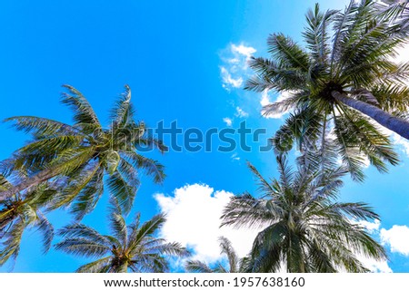 Tall green palm trees on blue summer sky