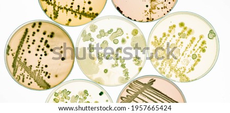 Growing Bacteria in Petri Dishes on agar gel Scientific experiment. Royalty-Free Stock Photo #1957665424