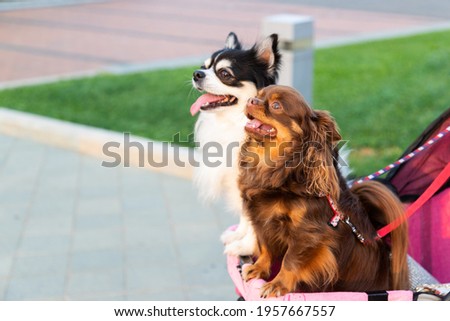 portrait of two brown and while chihuahua lap dog animal sitting in trolley. casual relax blurred grass background
