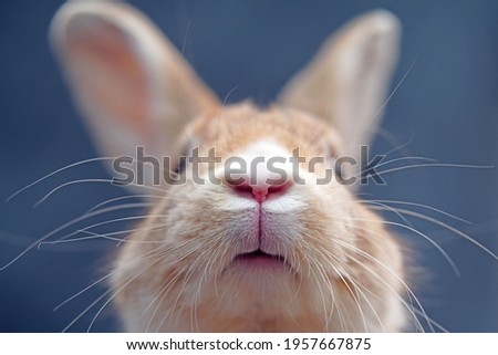 Closeup of a tan and white rabbit's nose against a blue background inside in a studio showing his face and whiskers                             