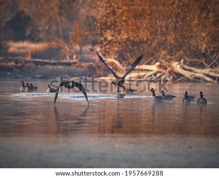 canadian geese landing on river during sunset