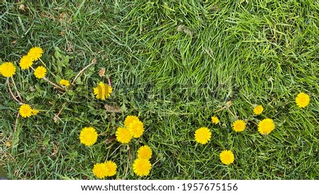 Top view of dandelions flowers at the bottom of a picture. With open space inside the green grass. Flat lay photography. Taken in natural outdoor lighting.  