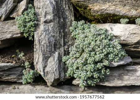 A succulent plant between rocks in Laglio, Lombardy Royalty-Free Stock Photo #1957677562