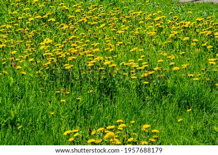 Taraxum dandelion, used as a medicinal plant. round balls of silvery crested fruit that run upwind. These balls are called "balls" or "clocks" in both British and American English. Royalty-Free Stock Photo #1957688179