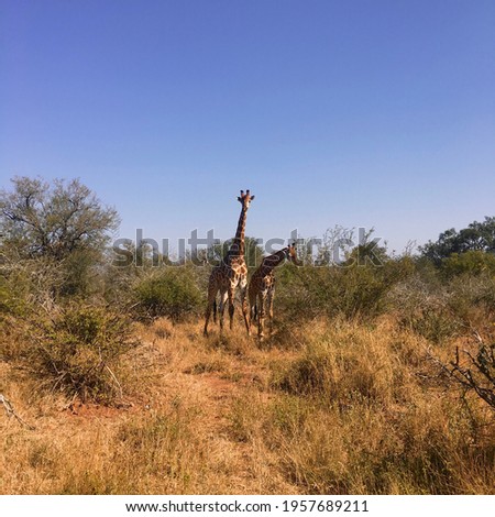 Safari. Giraffes in Kruger National Park, South Africa