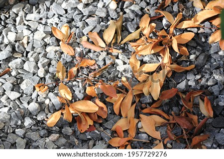 Brown leaves dropped to the small rocks ground , with sunlight shines on it .