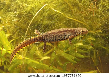 A closeup shot of an aquatic female alpine salamander, Ichthyosaura alpestris veluchiensis in water
