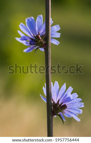 A Plant with Two Beautiful Violet Flowers on a Green Background	