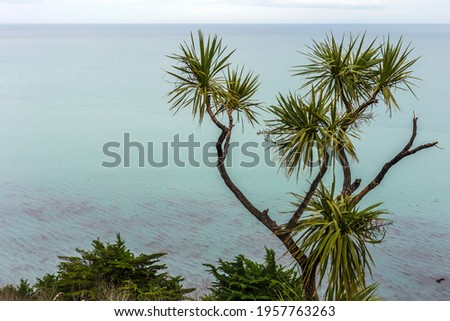 Cabbage trees growing on a steep bank on Palliser Bay, New Zealand