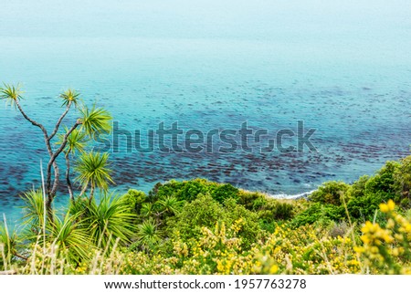 Cabbage trees growing on a steep bank on Palliser Bay, New Zealand Royalty-Free Stock Photo #1957763278