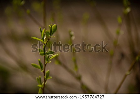 Young bright green leafs on a bush branch.
