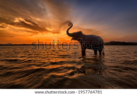 Elephant trunk up at Sunset Sri Lanka  Royalty-Free Stock Photo #1957764781