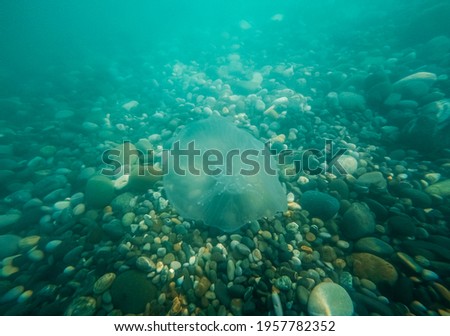 Medusa Aurelia aurita under the water of the Black Sea Royalty-Free Stock Photo #1957782352
