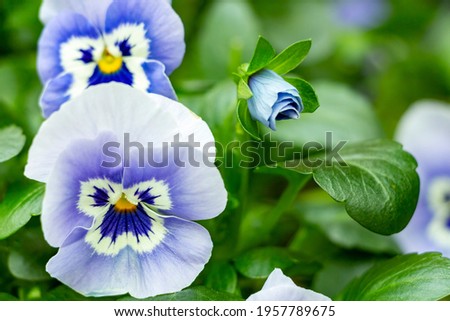 Viola wittrockiana mariposa commonly known as Pansies