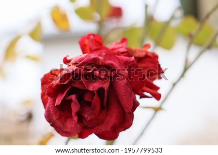 A picture of a red and slightly faded rose