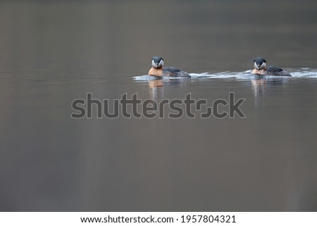 A couple red necked grebes (Podiceps grisegena) swimming in a lake.