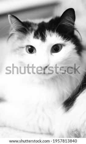 portrait of a cat, black and white frame of a pet