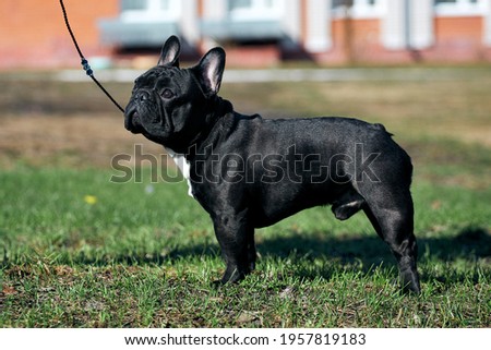 French bulldog fantastic male dog